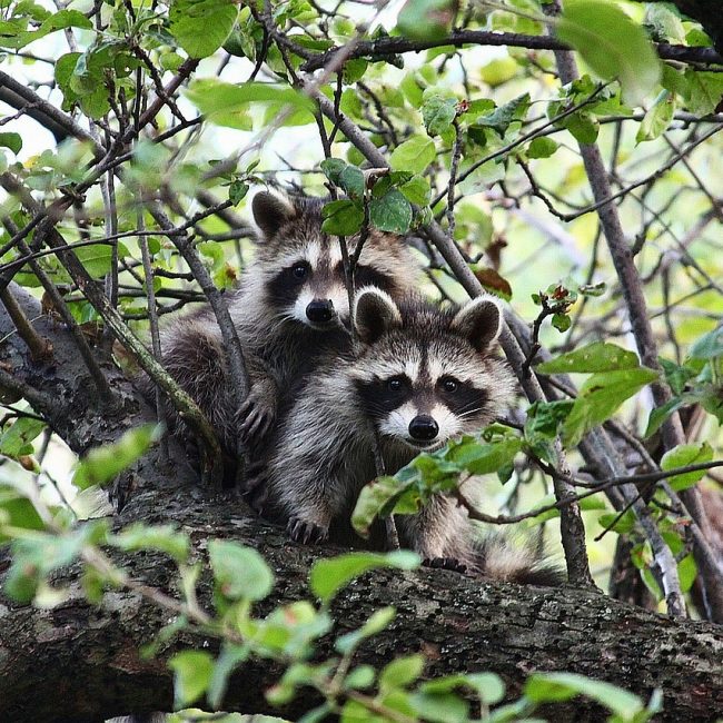 Raccoon Relationships